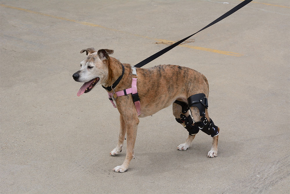 Senior boxer mix dog with signs of joint stiffness, relevant to CCL injuries in dogs.