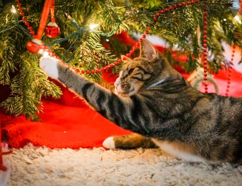 Watch Out for That Tree! Pet-Safe Holiday Decorating