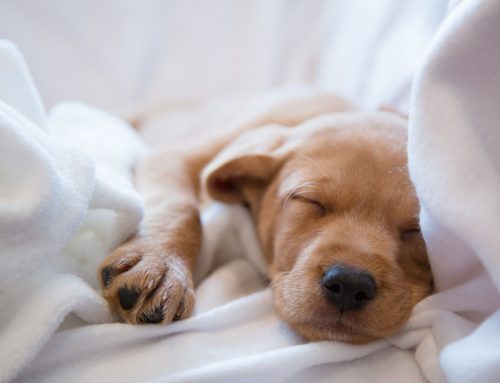 5-Step Guide to Your New Puppy