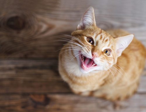 Keep Smilin’— 4 Steps to Better Pet Dental Health