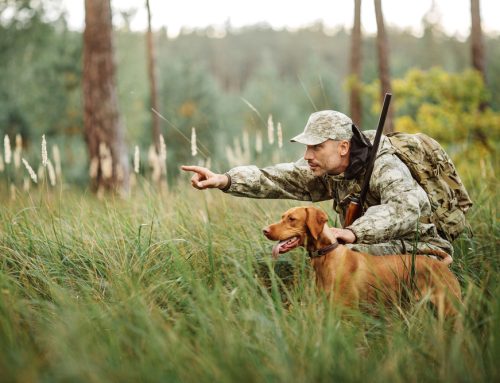 6 Hunting Season Safety Tips for Pets