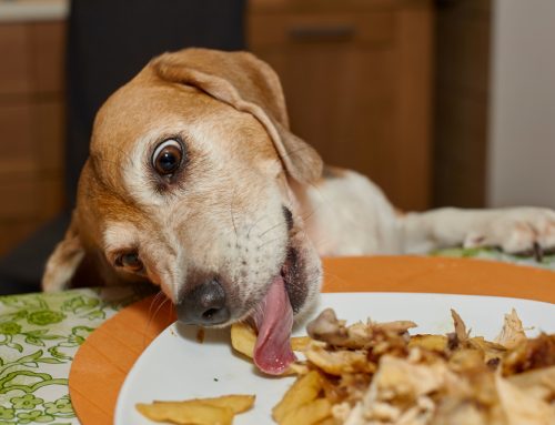 Too Much of A Good Thing: A Pancreatitis Overview for Pet Owners
