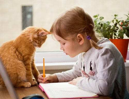 Tips to Prepare Pets for the Back-to-School Transition
