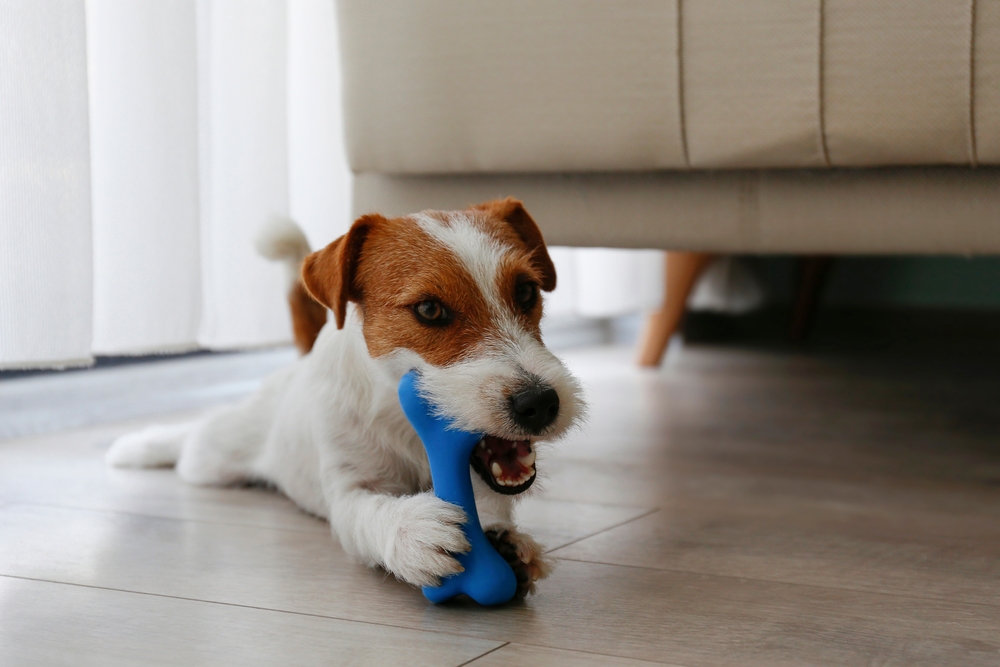 Safe And Unsafe Chew Toys For Dogs
