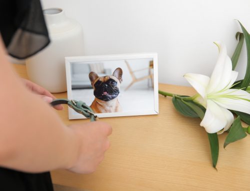 Coping with Pet Loss: Healing Through Self-Care and Remembrance