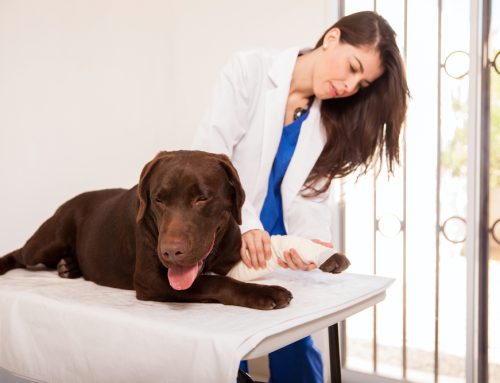 Emergency Versus Urgent Veterinary Care