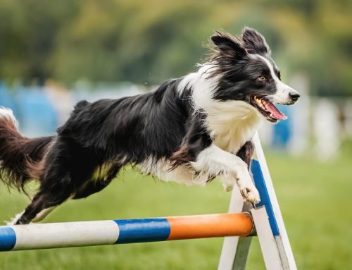 Determining the Best Exercise Choices for Your Dog