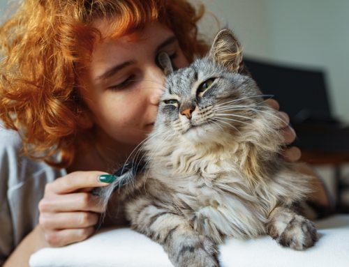 Celebrating Happy Cat Month: Secrets to a Content Feline