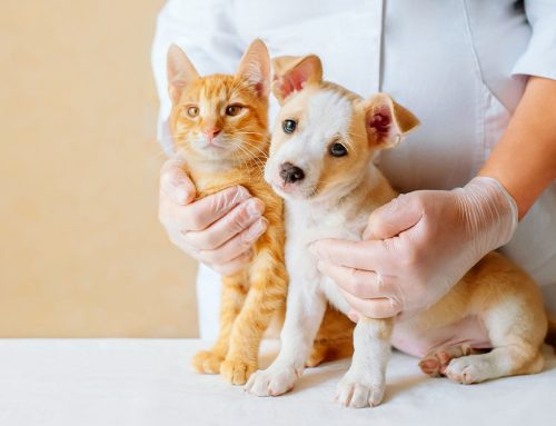 Lifelong Protection: Why Your Pet’s Vaccination Schedule Matters from Puppy to Senior