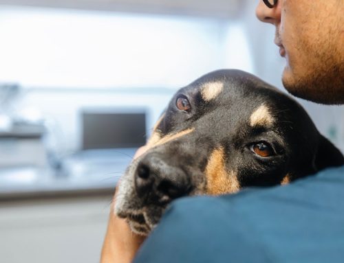 Pet Stress SOS: Identifying Anxiety in Dogs and Cats & Effective Solutions