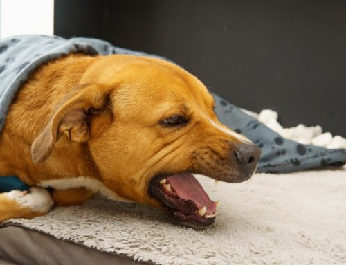 Coughing, sneezing, wheezing, reverse sneezing, snoring, and more- what does it mean?