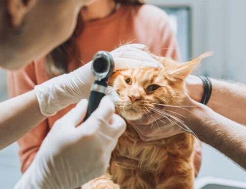 Eye Problems in Pets: Common Issues and Urgent Care Needs
