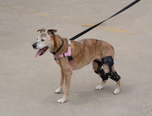 Cranial Cruciate (CCL) Injuries: TPLO vs. Extracapsular Repairs