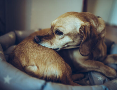 Body Condition Score: How to Score and Why It Matters-