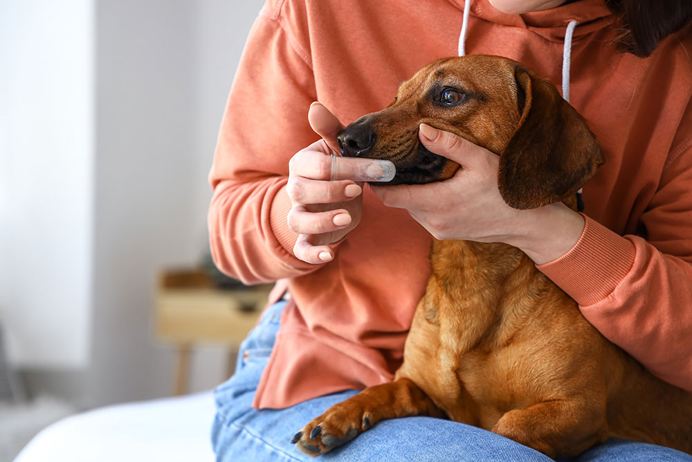 Person brushing a small brown dog’s teeth using a finger toothbrush while holding the dog on their lap.