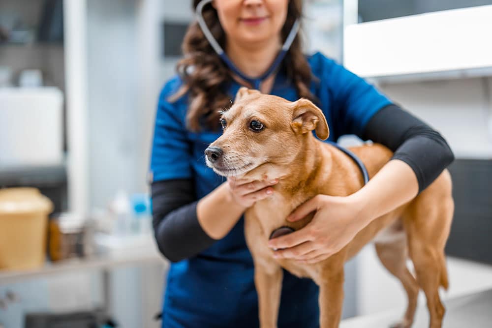 Veterinarian examining a brown dog during a routine veterinary health checkup.