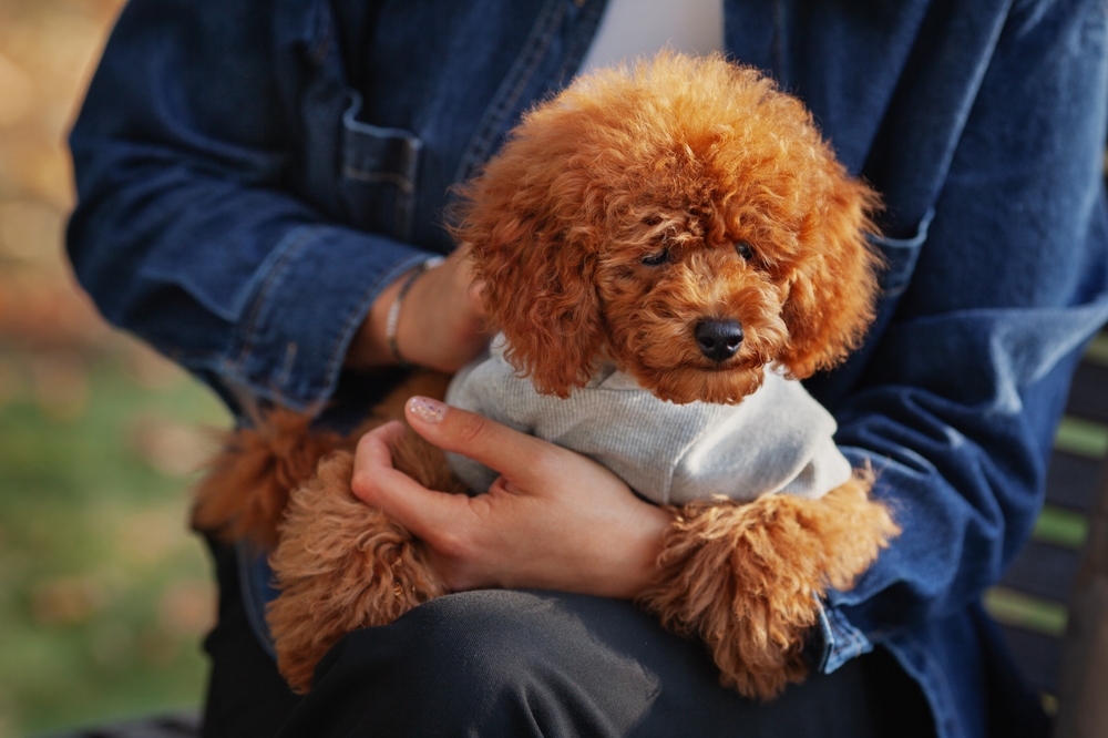 Small Miniature Poodle wearing a jacket while standing outdoors.