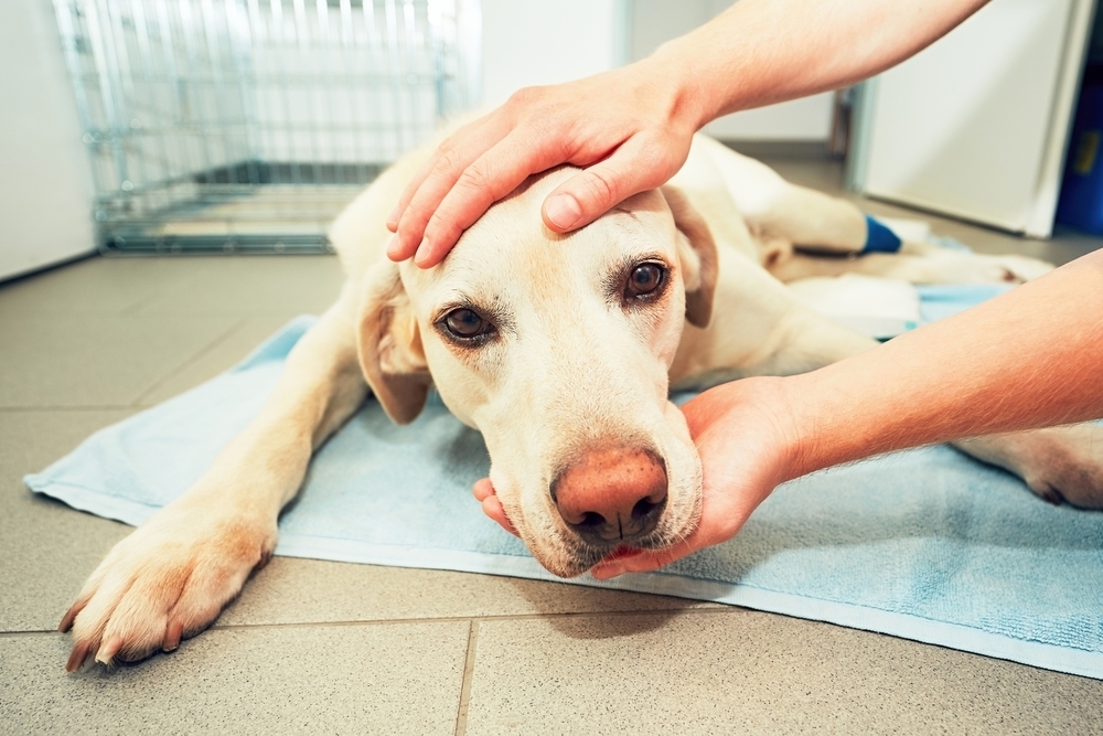 A yellow Labrador lies on a blue towel, looking weary. Gentle hands cradle its head, conveying care and compassion. A kennel is visible in the background.